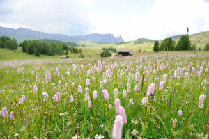 Blumenmeer auf der Seiser Alm