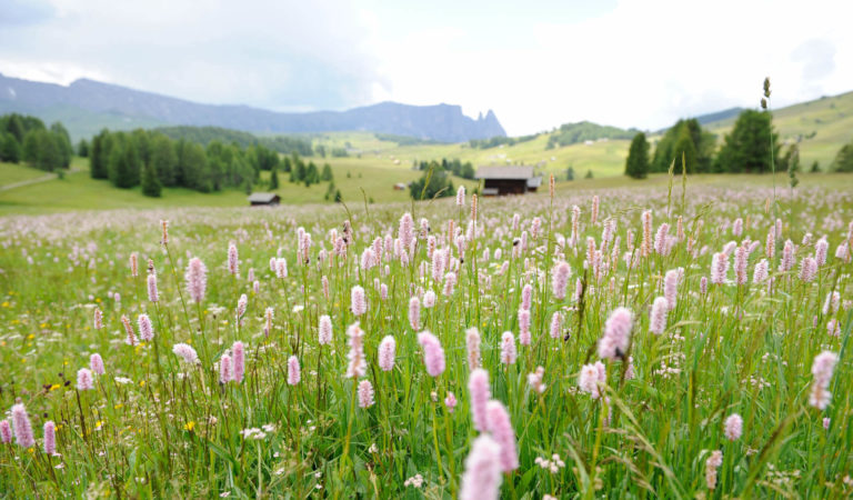 Blumenmeer auf der Seiser Alm