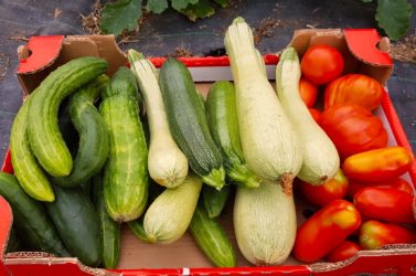 Zucchini, Gurken und Tomaten vom Hof