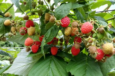 Himbeeren