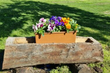 Erste Blühte am Koflerhof