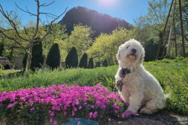 Bidu is enjoying the mild spring days