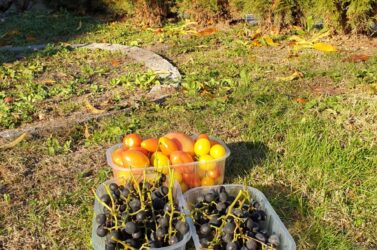 L'ultimo raccolto autunnale