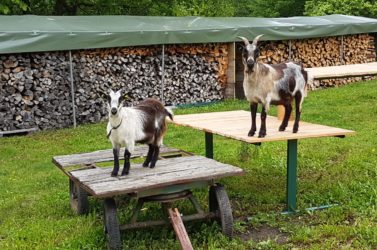 Unsere Zwerziegen