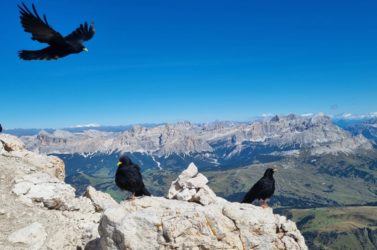 Ausblick Sass Pordoi