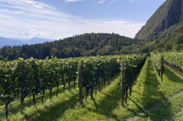 Vines in south tyrol