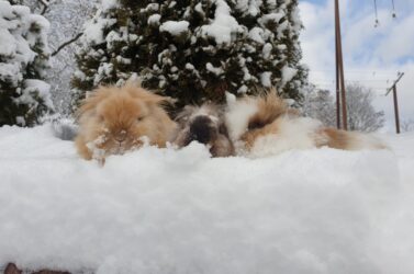 Our bunnies in the snow